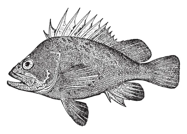 Quillback Rockfish Familjen Scorpaena Skorpionfisk Vintage Linje Ritning Eller Gravyr — Stock vektor