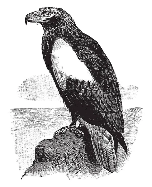 Steller Sea Eagle Είναι Ένα Μεγάλο Πουλί Του Προσεύχονται Στην — Διανυσματικό Αρχείο
