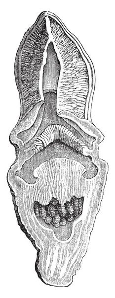 图像显示 Hydnora 基利坎贝尔的纵向剖面 它有一朵肉质的桃橙花 在大雨后从地上冒出来 它是在沙漠中生长的寄生植物 老式的线条画或雕刻插图 — 图库矢量图片