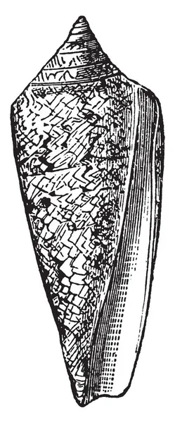 Konus Gloria Maris türlerin yanı sıra çok sayıda kişi, vintage çizgi çizme veya oyma illüstrasyon özellikle zengindir.