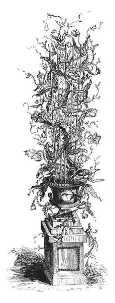 Kaktüs bu görüntüde bitki ve ekili pot, vintage çizgi çizme veya oyma illüstrasyon.