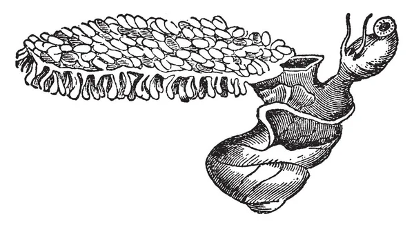 紫罗兰蜗牛是漂浮的海蛞蝓 复古线图画或雕刻例证 — 图库矢量图片