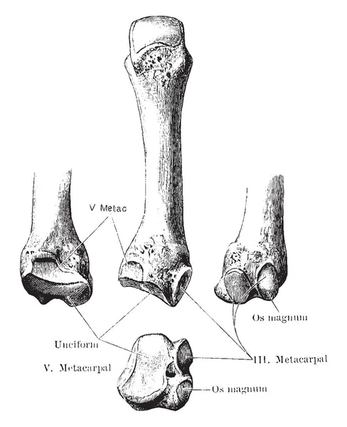 Esta Ilustração Representa Quarto Osso Metacarpal Desenho Linha Vintage Gravura — Vetor de Stock