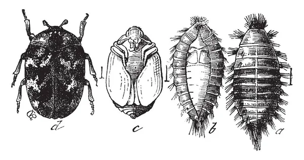 Obraz Ten Przedstawia Różne Etapy Carpet Beetle Vintage Rysowania Linii — Wektor stockowy