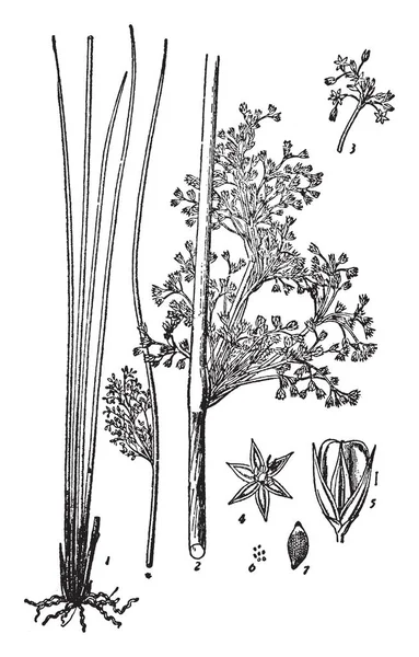一幅画 显示了一个软的匆忙 根很薄 这张图片显示了零件植物 和分支 复古线画或雕刻插图 — 图库矢量图片