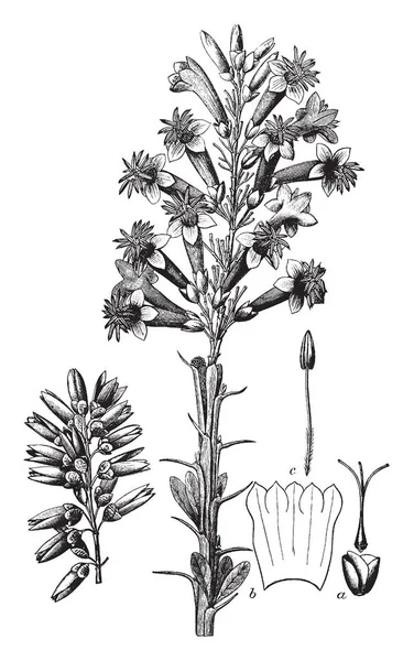 一张伍德伍德植物的图片包括大约一英寸直径 几乎直 大约5英尺高的一打茎 茎的颜色呈灰色 有丰富的香料 复古的线条画或雕刻插图 — 图库矢量图片