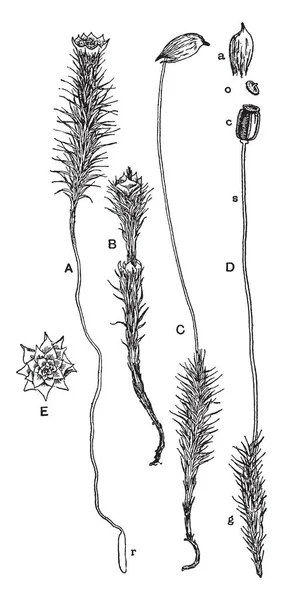 Ein Bild Von Haarmützenmoos Ist Männliche Pflanze Ist Dieselbe Wuchernde — Stockvektor