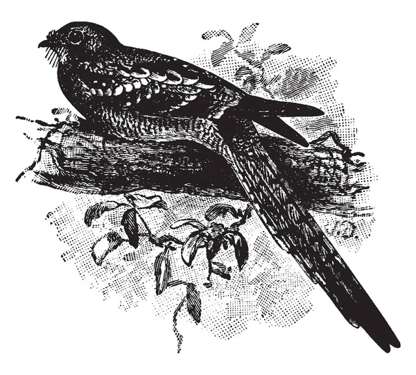 Long Tailed Nightjar También Conoce Como Scotornis Longicaudus Dibujo Línea — Archivo Imágenes Vectoriales