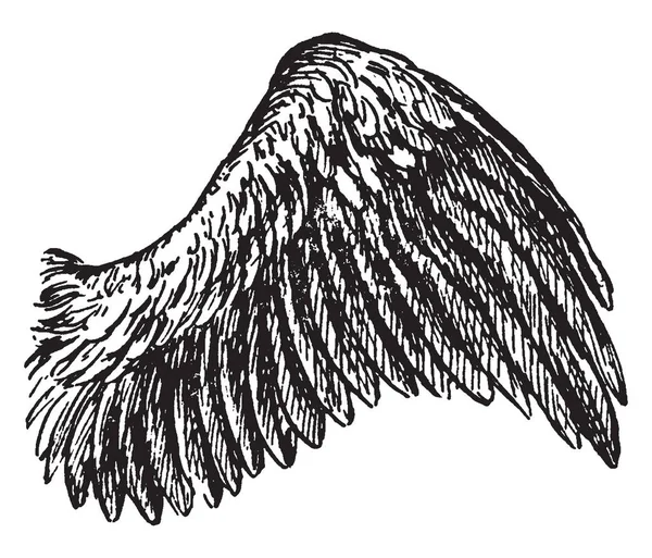 Bu diyagram kuş kanat, vintage çizgi çizme veya oyma illüstrasyon temsil eder..