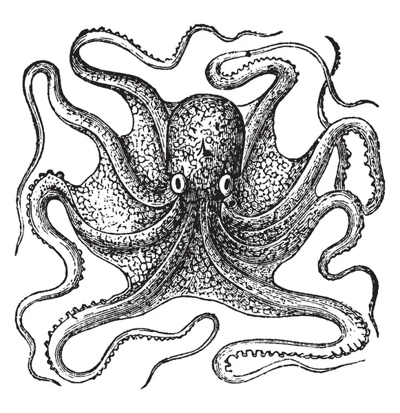 Octopus Vulgaris Most Studied All Octopus Species Vintage Line Drawing — Stock Vector