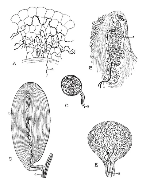 Bu resimde periferik sinir başlangıçlar, vintage çizgi çizme veya oyma illüstrasyon temsil eder..