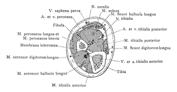 Alt bacak, vintage çizgi çizme veya oyma illüstrasyon yoluyla alt üçüncü bölüm.
