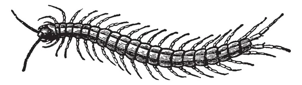 Centiped Közös Száz Lábú Féreg Vintage Vonalas Rajz Vagy Metszet — Stock Vector
