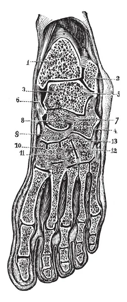 Ferde Anteroposterior Szakasz Láb Megmutatni Synovialis Üregek Tarsus Vintage Vonalas — Stock Vector