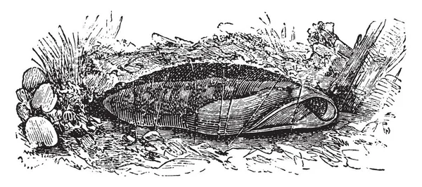 Щупа Lephila Nerii Хризалисом Коричневого Цвета Винтажным Рисунком Эскизом — стоковый вектор