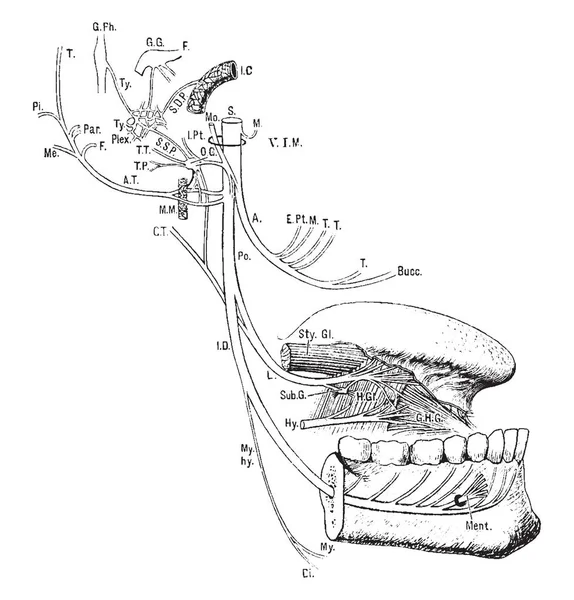 Illustration Represents Inferior Maxillary Nerve Vintage Line Drawing Engraving Illustration — Stock Vector