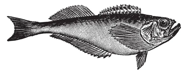 Sandfish Bir Aile Levrek Balık Vintage Çizgi Çizme Veya Oyma — Stok Vektör
