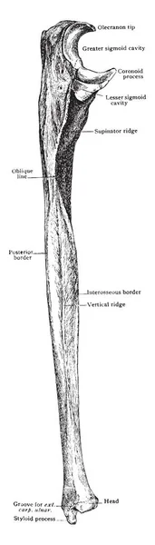 この図は 尺骨外側面 ビンテージの線描画や彫刻イラスト — ストックベクタ
