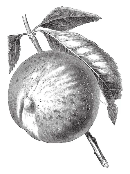 一个已故的令人钦佩的桃子的形象 桃子是一棵落叶树 它主要在中国西北部的塔里木盆地 复古线画或雕刻插图中发现 — 图库矢量图片