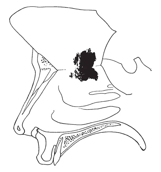 Questa Illustrazione Rappresenta Membrana Mucosa Olfattiva Disegno Linee Vintage Illustrazione — Vettoriale Stock