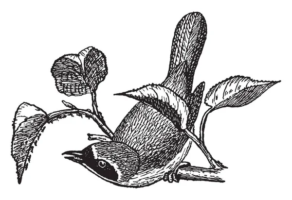 Bir Küçük Amerikan Songbird Vintage Çizgi Çizme Veya Oyma Resimde — Stok Vektör