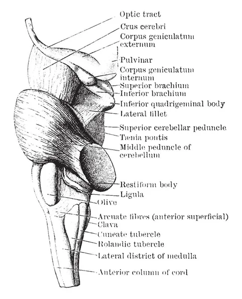 Esta Ilustración Representa Vista Lateral Medula Pons Mesencéfalo Dibujo Línea — Archivo Imágenes Vectoriales