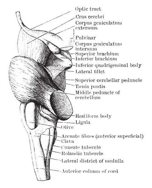 Denna Illustration Representerar Lateral Medulla Pons Och Mesencephalon Vintage Linje — Stock vektor