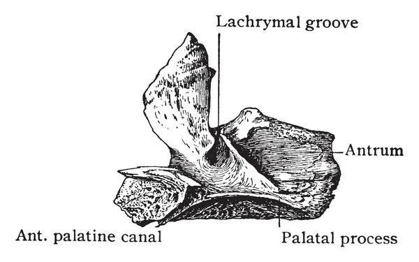 Bu örnekte Doğum, vintage çizgi çizme veya oyma illüstrasyon üst çene Mesial yüzeyi temsil eder.