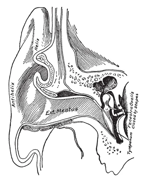 この図は 耳を示す外耳 ビンテージの線描画や彫刻イラスト — ストックベクタ