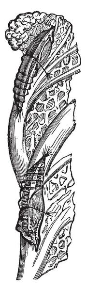 Pupae Pieris Brassicae Которые Впервые Поддержали Рисунок Гусениц Винтажных Линий — стоковый вектор