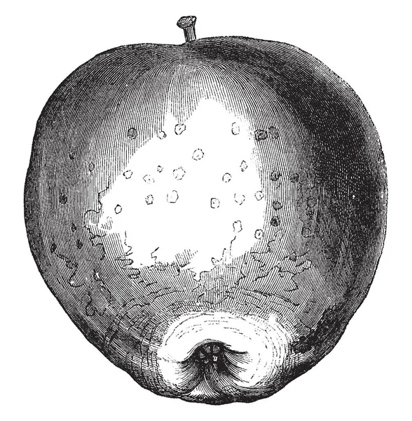 Tomto Obrázku Jsou Westfield Hledat Žádné Další Apple Vintage Kreslení — Stockový vektor