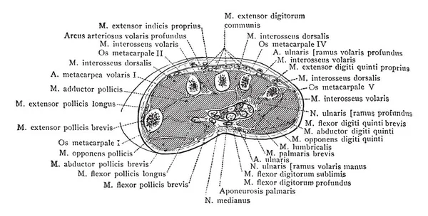 Sağ el, vintage çizgi çizme veya oyma illüstrasyon derin palmar kemer ile bir hattan bölüm.