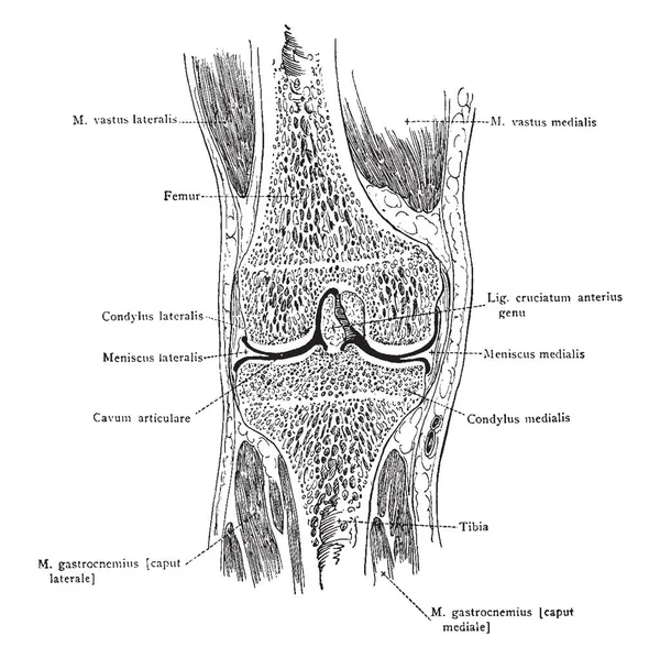 Bu resimde medyan Frontal bölümü aracılığıyla diz, vintage çizgi çizme veya oyma illüstrasyon temsil eder..