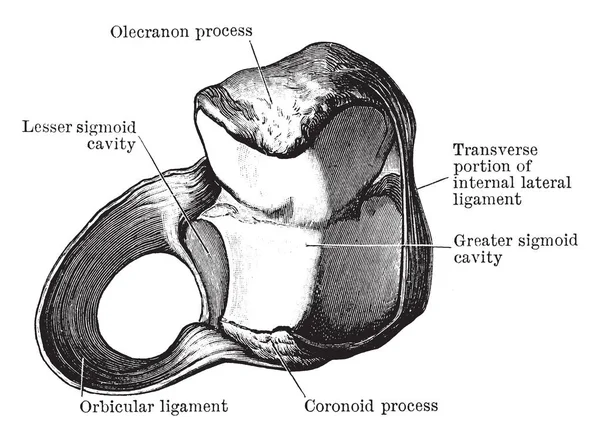 Esta Ilustração Representa Ligamento Orbicular Raio Desenho Linha Vintage Gravura — Vetor de Stock