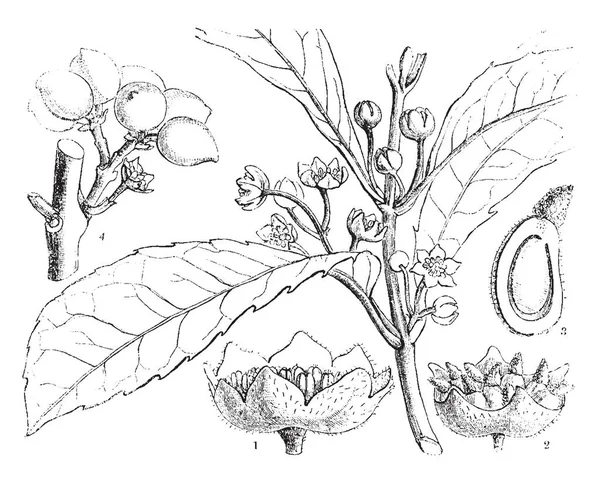 Hedycarya 나무의 Monimiaceae의 빈티지 그림의 섹션에서와 부품에서 — 스톡 벡터