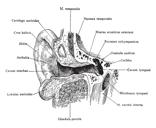 Bu resimde işitme kanal kulak, vintage çizgi çizme veya oyma illüstrasyon temsil eder..