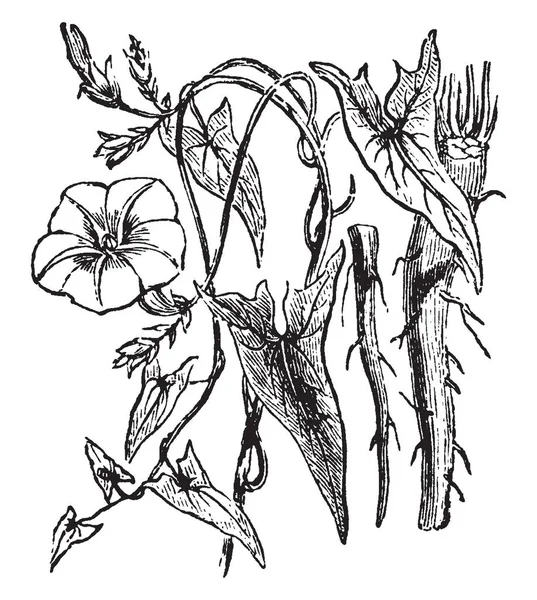 图片显示 Scammony 植物有不规则的箭头形叶和粗肉质根 属于旋花家族 复古线条画或雕刻插图 — 图库矢量图片