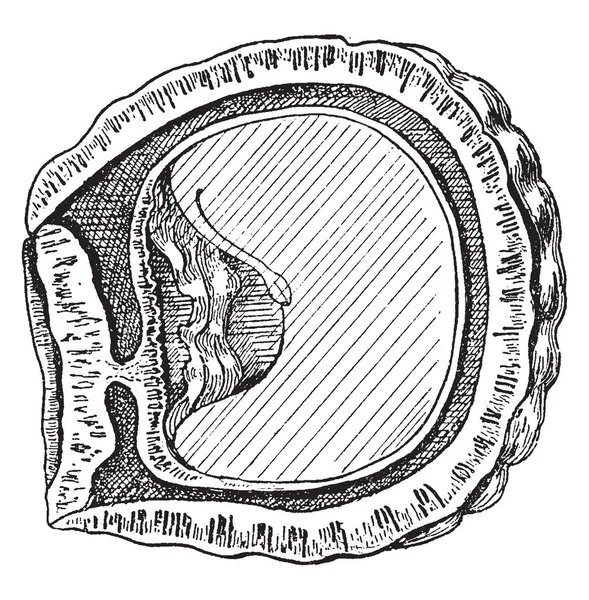 Bu Sawari fındık, meyve, vintage çizgi çizme veya oyma illüstrasyon lobları biri bir bölümünü gösteren bir görüntüdür.