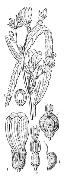 を含まれている顕花植物のアオイ目注文 雄しべと雌しべ 熟した果実 種族カラスギバサンキライーススキ Graminifolia ビンテージの線描画や彫刻イラスト セクション — ストックベクタ