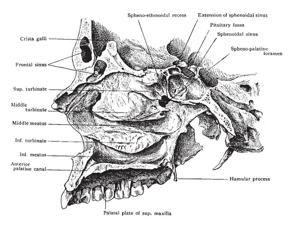 Bu resimde yan görünüm, kafatası gösterilen burun boşluğuna, vintage çizgi çizme veya oyma illüstrasyon temsil eder..