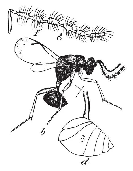 Male Calcid Wasp Parasitoide Familia Calcididae Dibujo Líneas Vintage Ilustración — Vector de stock
