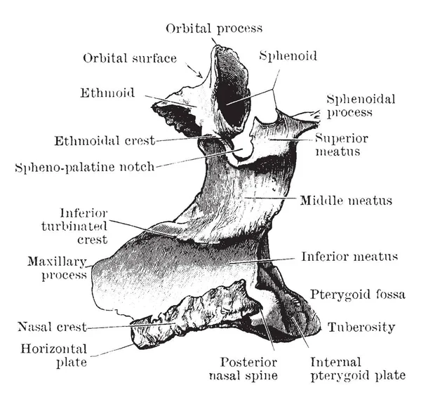 Bu örnekte iç yan, damak kemiği, vintage çizgi çizme veya oyma illüstrasyon temsil eder..
