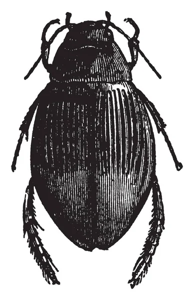 Mujer Dyticus Marginalis Que Veces Atacan Hydrophilus Piceus Dibujo Línea — Archivo Imágenes Vectoriales
