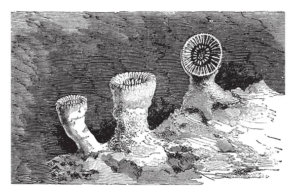 Deniz alt, vintage çizgi çizme veya oyma illüstrasyon bağlı Kupası mercan.