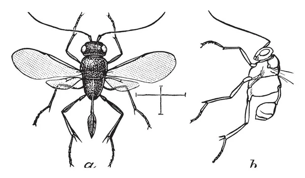 英轩黄蜂的背观 Evaniidae 家族中的一只昆虫 复古线条画或雕刻插图 — 图库矢量图片