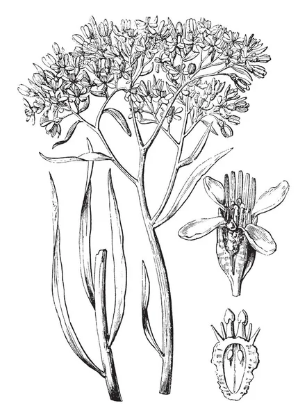 Dit Een Afbeelding Van Gemeenschappelijke Popflower Afbeelding Toont Een Bud — Stockvector