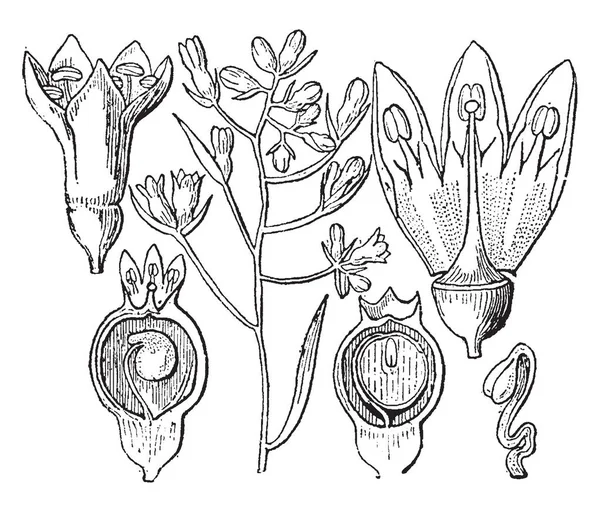 图片显示不同的部分百蕊草也称为百蕊草草 复古线画或雕刻插图 — 图库矢量图片