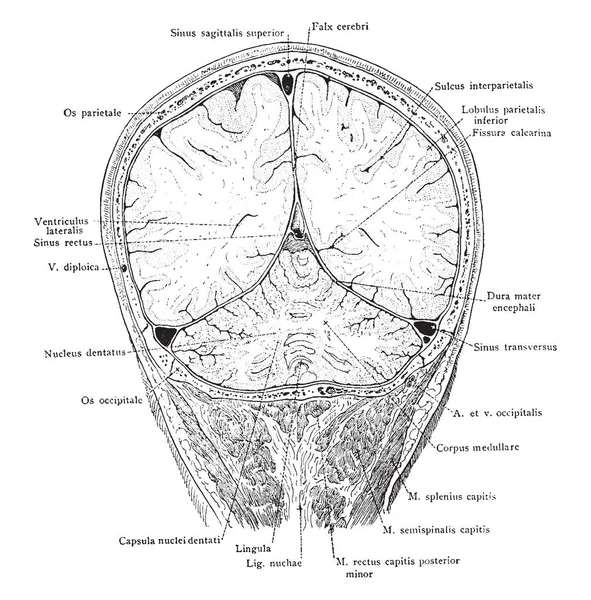 Parietal ve oksipital beyin lobları ve o serebellar hemisferlerin, vintage çizgi çizme geçerken veya illüstrasyon oyma başın ön bölüm.