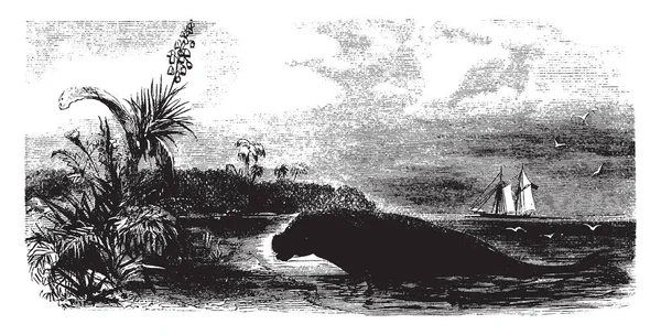 Bazen Deniz inekleri, vintage çizgi çizme veya oyma illüstrasyon olarak bilinen hangi tam olarak su deniz memelileri içinde kıyısında Manatee.
