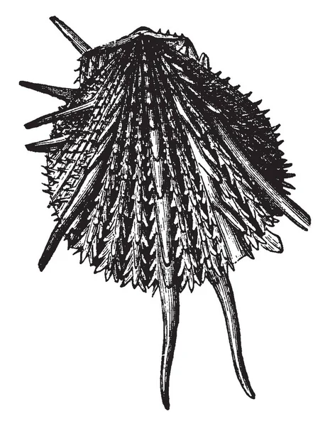 Spondylus Imperialis는 동물의 Spondylidae 빈티지 드로잉 그림에서에서 유일한 — 스톡 벡터